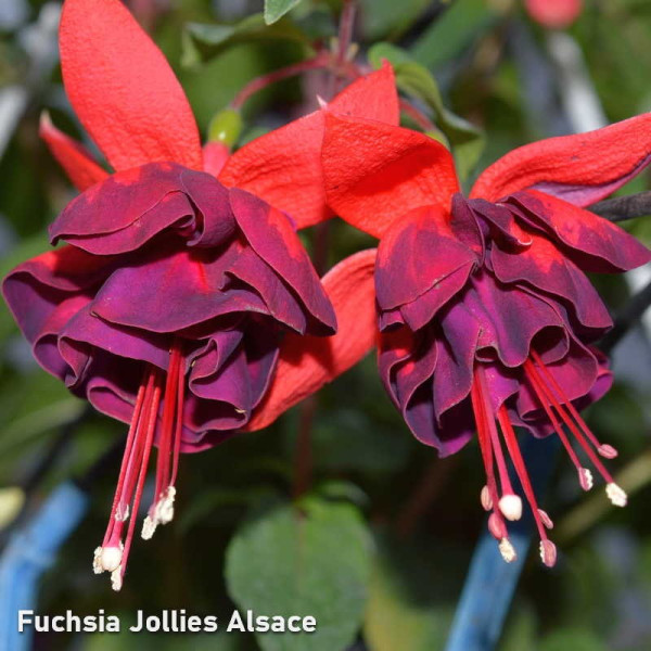Fuchsia Alsace