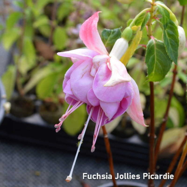 Fuchsia Jollies Picardie