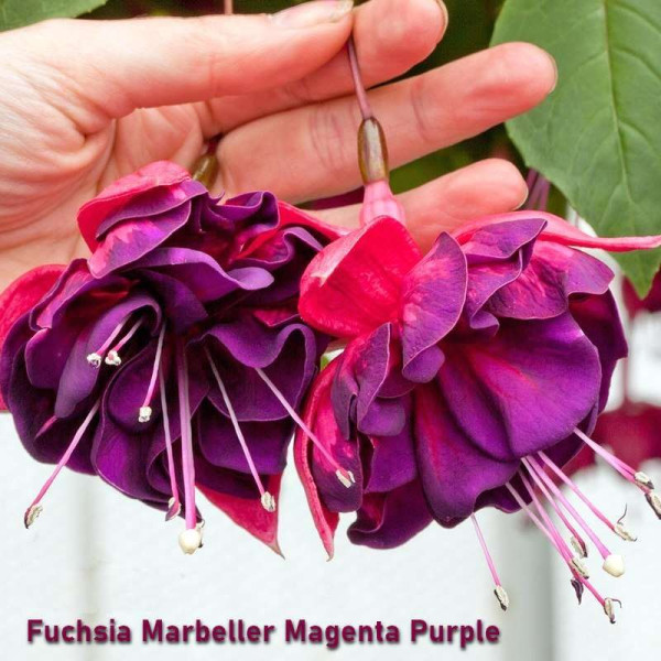 Fuchsia Magenta Purple Rain