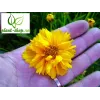 Coreopsis grandiflora "Early Sunrise"