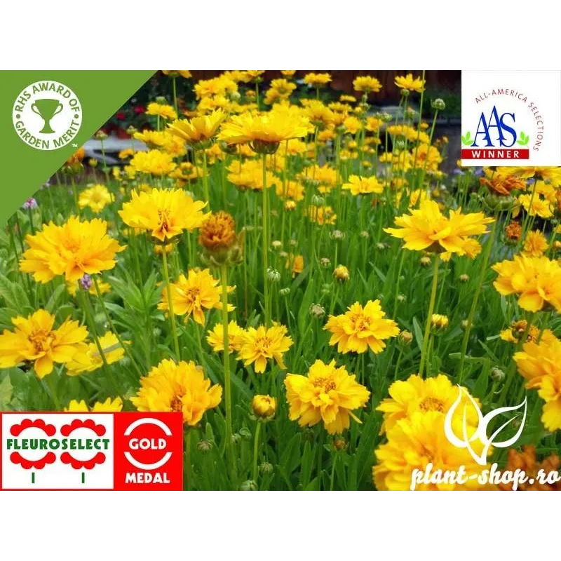 Coreopsis grandiflora "Early Sunrise"