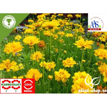Coreopsis grandiflora "Early Sunrise"