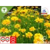 Coreopsis Early Sunrise G-9