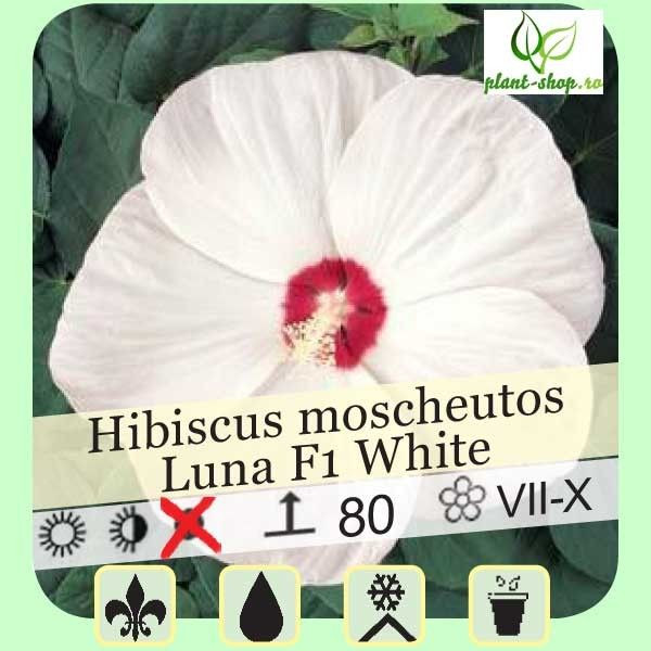 Hibiscus moscheutos Luna F1 White