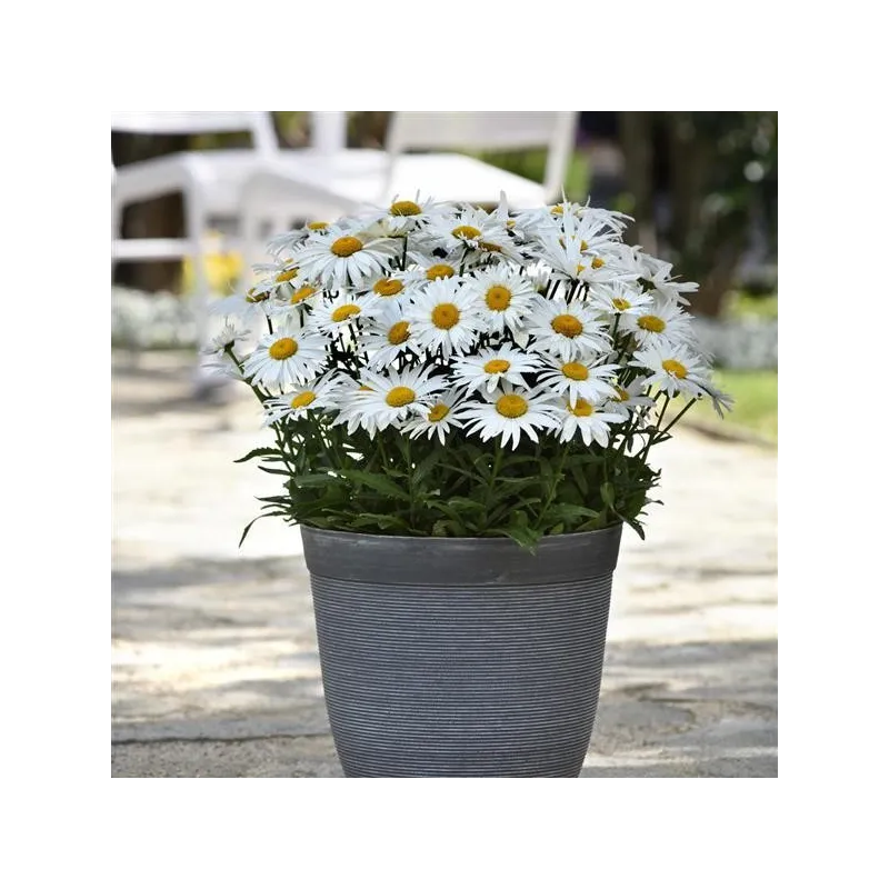 Leucanthemum Madonna