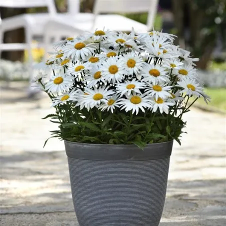 Leucanthemum Madonna