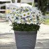Leucanthemum Madonna - G-9