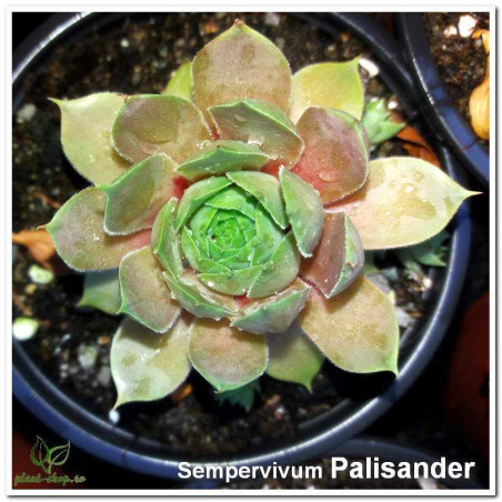 sempervivum palisander