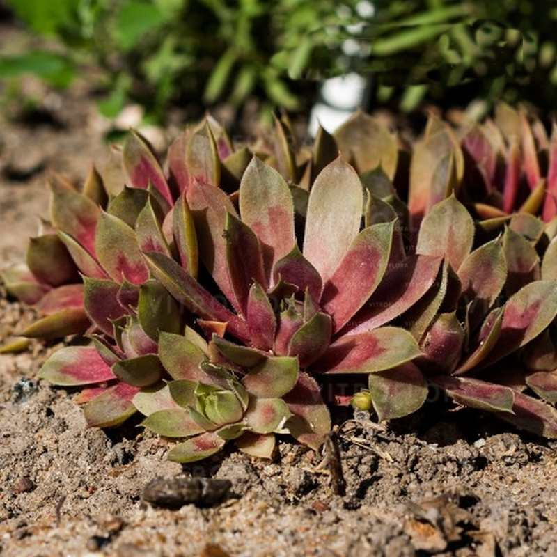 Sempervivum palisander