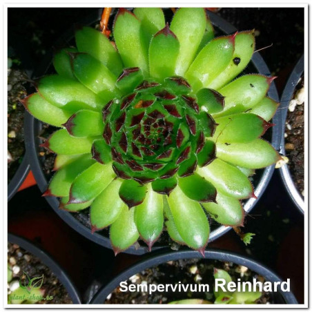 Sempervivum Reinhard