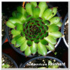 Sempervivum Reinhard