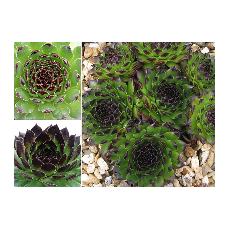 sempervivum reinhard