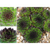sempervivum reinhard