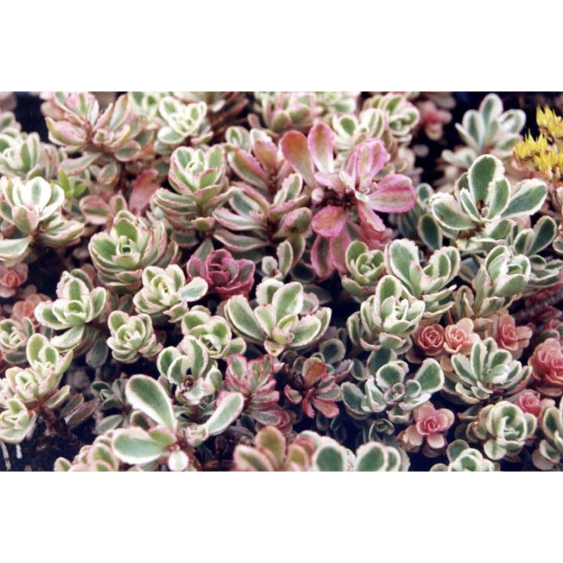 Sedum spurium 'Tricolor'