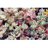Sedum spurium 'Tricolor'