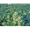 Sedum rupestre Blue Spruce