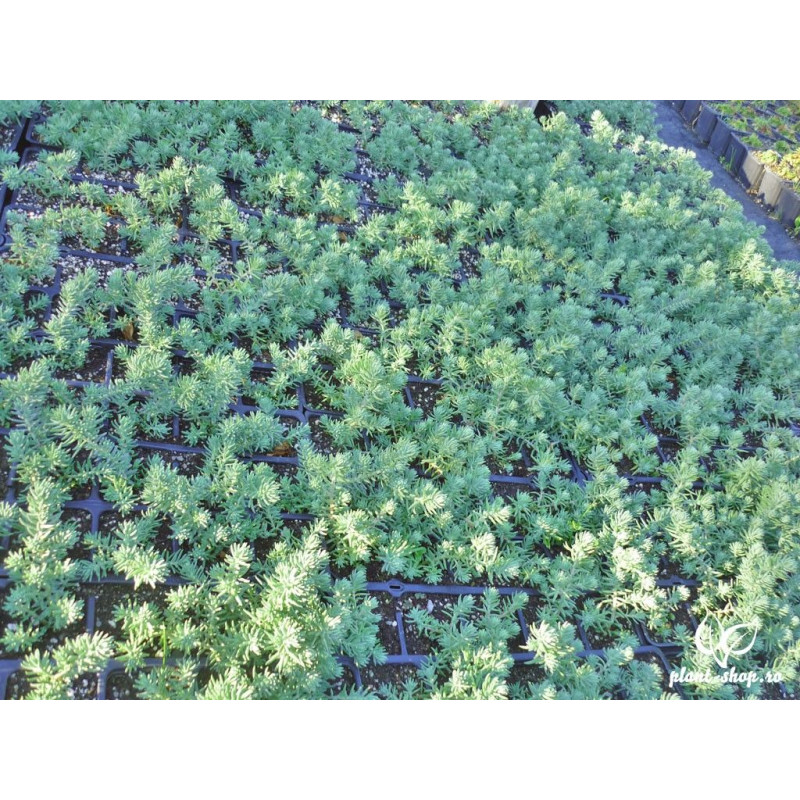 Sedum rupestre Blue Spruce