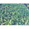 Sedum rupestre Blue Spruce
