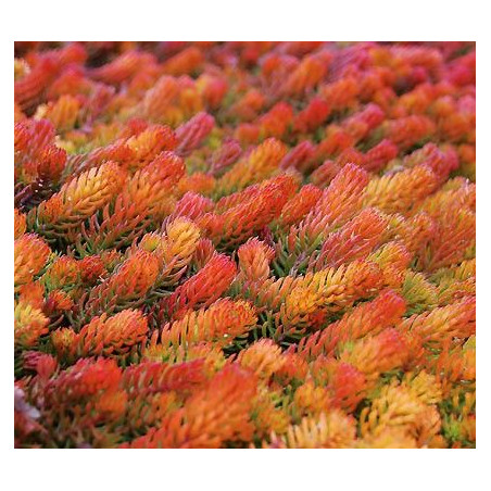Sedum rupestre Angelina