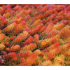 Sedum rupestre Angelina