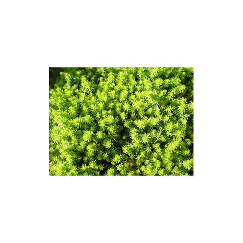 Sedum rupestre Angelina