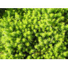 Sedum rupestre Angelina