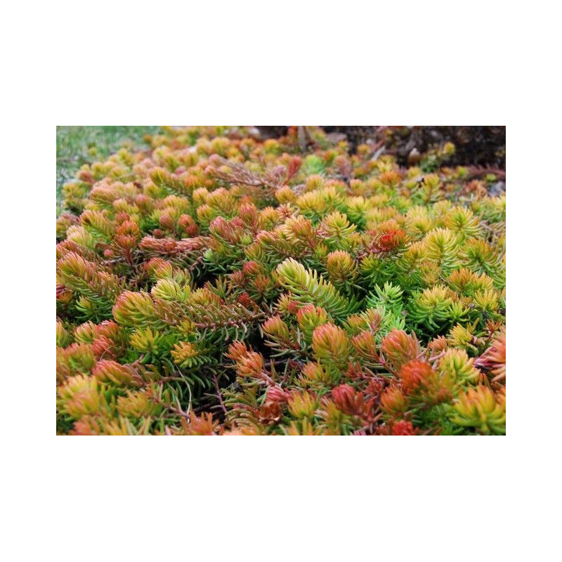 Sedum rupestre Angelina