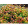 Sedum rupestre Angelina