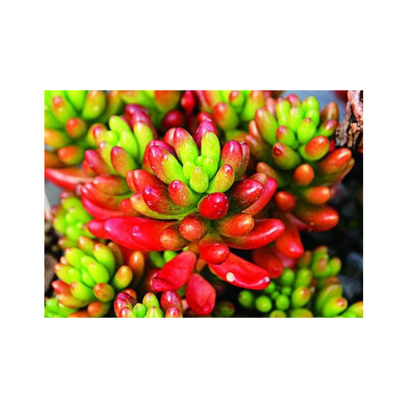 Sedum rupestre Angelina