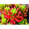 Sedum rupestre Angelina