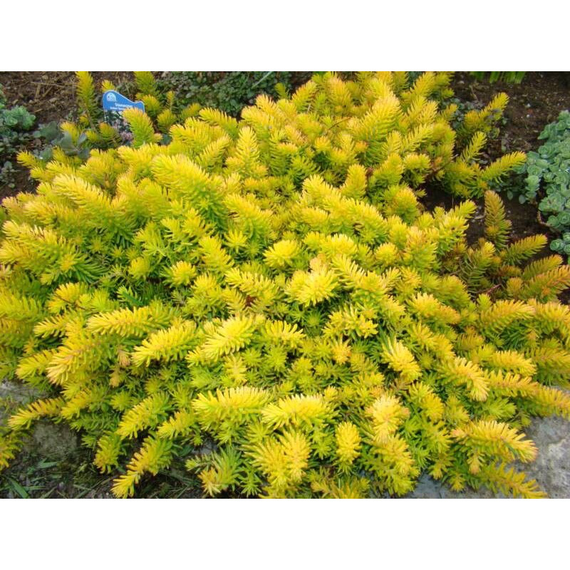 Sedum rupestre Angelina