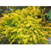 Sedum rupestre Angelina