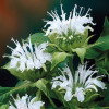 Monarda Bee Bright