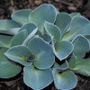 Hosta blue mouse ear