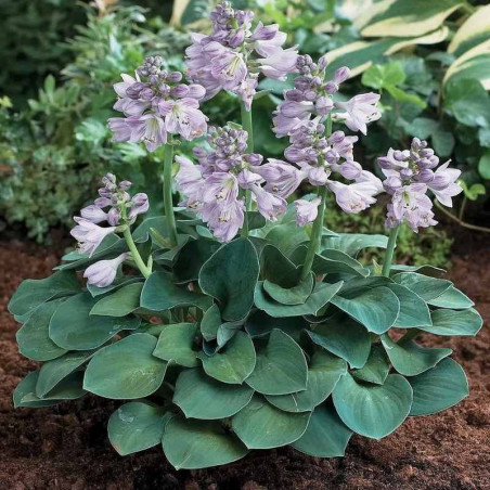 Hosta Blue Mouse Ears