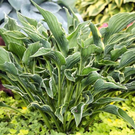 Hosta Praying Hands