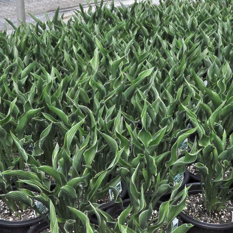 Hosta Praying hand