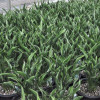 Hosta Praying hand