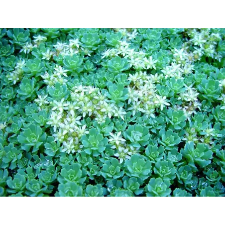 Sedum pachyclados