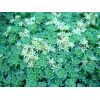 Sedum pachyclados