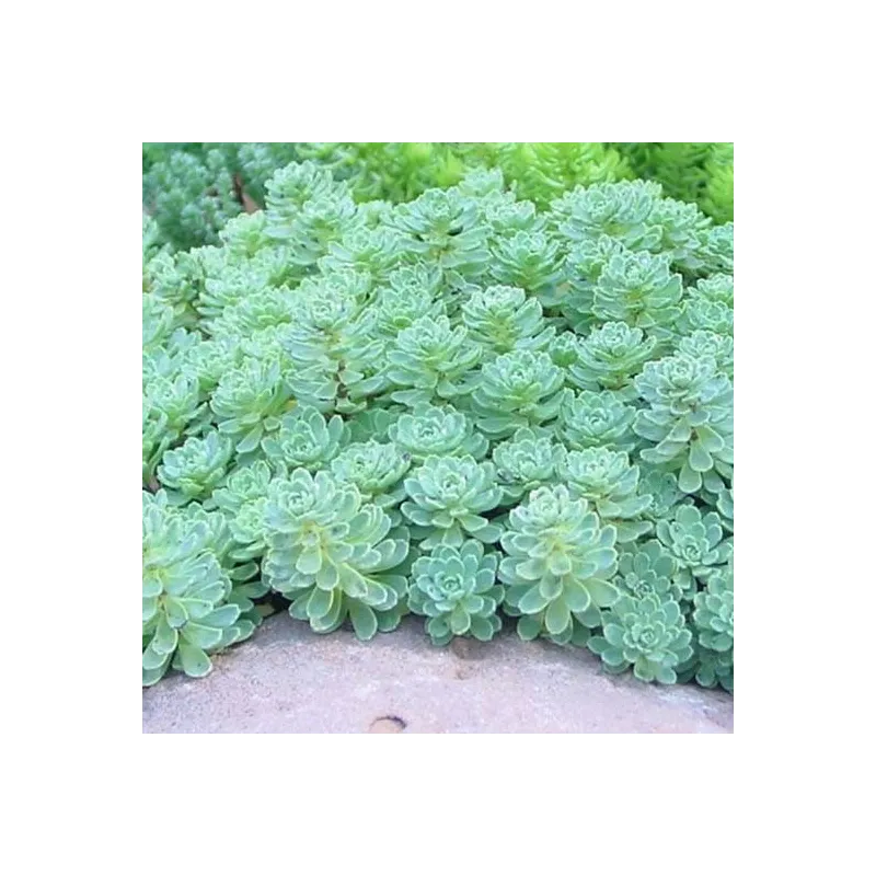 Sedum pachyclados