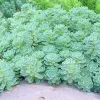 Sedum pachyclados