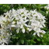 Sedum album 'Coral Carpet'