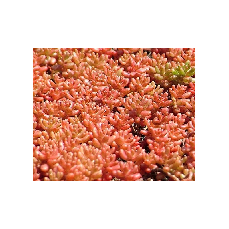 Sedum Coral Carpet