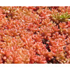 Sedum Coral Carpet