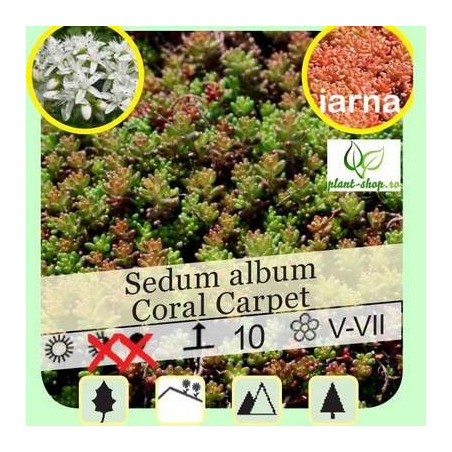 Sedum album Coral Carpet