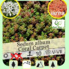 Sedum album Coral Carpet