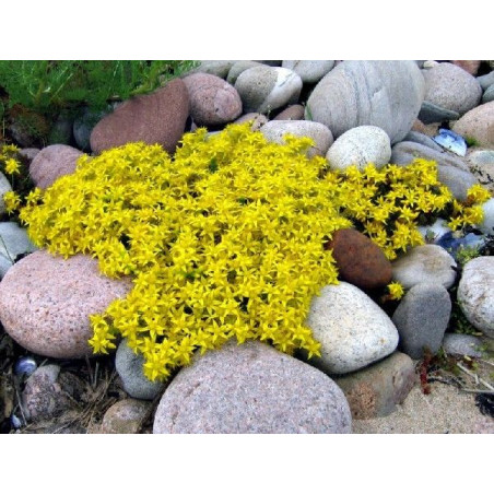 Sedum acre