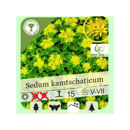 Sedum kamtschaticum