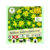 Sedum kamtschaticum